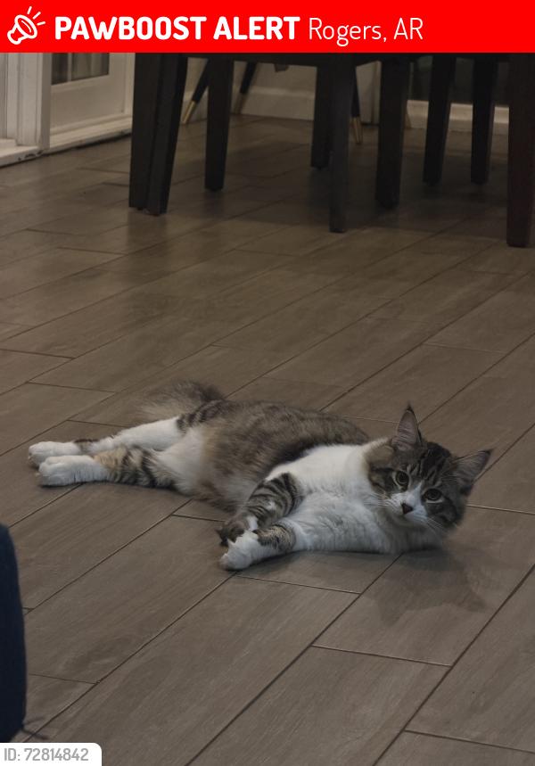 Lost Male Cat last seen Steel Canyon, Rogers, AR 72758