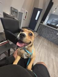 Found/Stray Female Dog last seen King Arthur place , Greensboro, NC 27405
