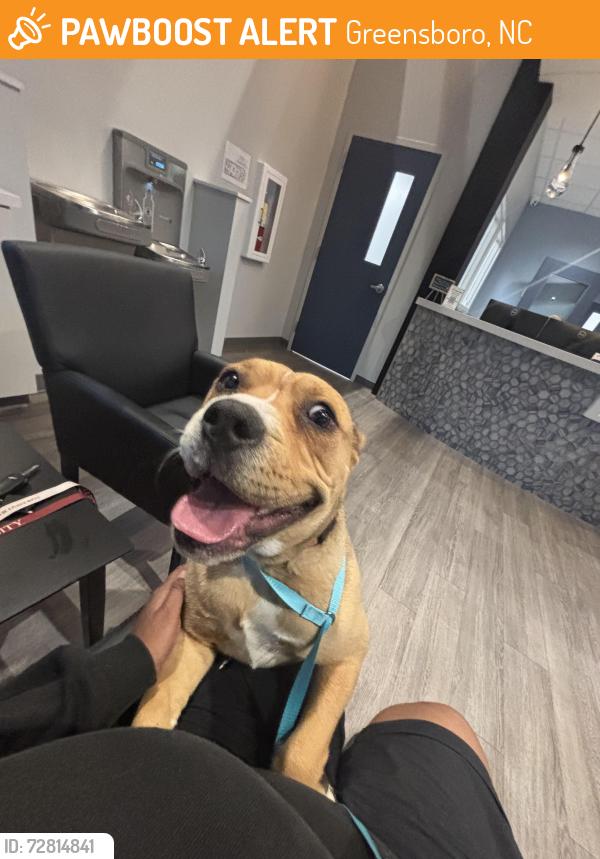 Found/Stray Female Dog last seen King Arthur place , Greensboro, NC 27405