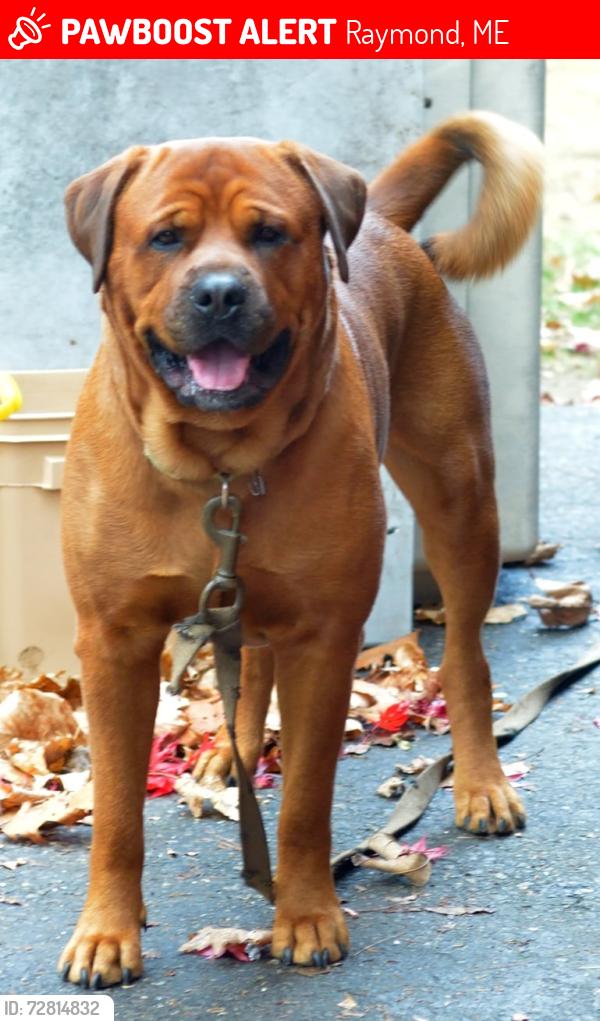 Lost Male Dog last seen Standish maine, Raymond, ME 04071
