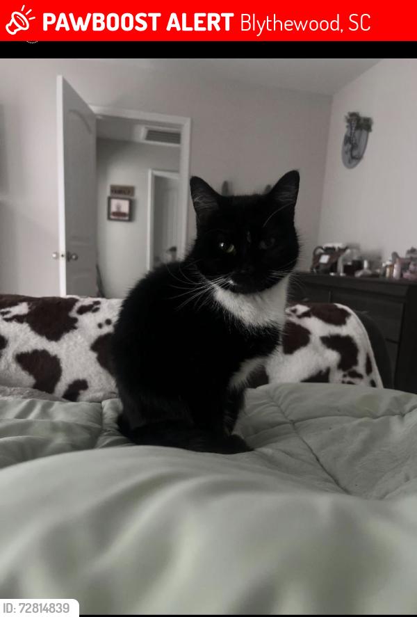 Lost Female Cat last seen Blythewood farms, Blythewood, SC 29016
