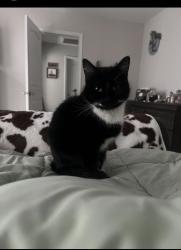Lost Female Cat last seen Blythewood farms, Blythewood, SC 29016