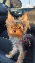 Lost Female Dog last seen Olive st, Porterville, CA 93257