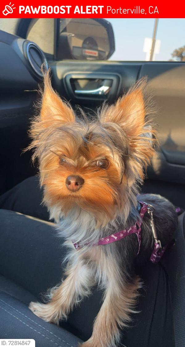 Lost Female Dog last seen Olive st, Porterville, CA 93257