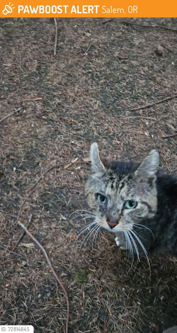Found/Stray Male Cat last seen Joryville , Salem, OR 97306
