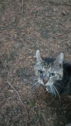Found/Stray Male Cat last seen Joryville , Salem, OR 97306