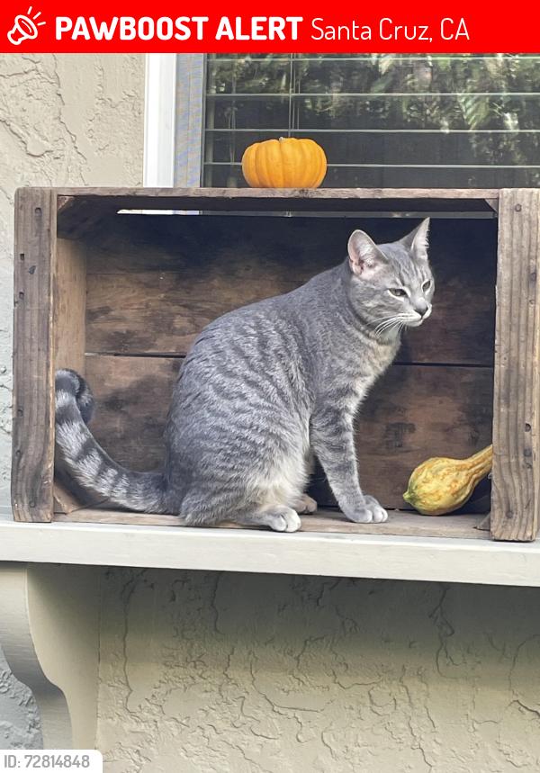 Lost Female Cat last seen Calvin place and Nobel, Santa Cruz, CA 95060