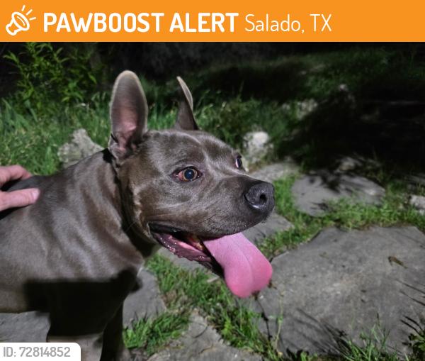 Found/Stray Male Dog last seen Near , Salado, TX 76571
