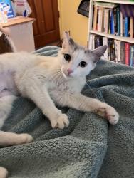 Found/Stray Female Cat last seen la sierra and arligton, Riverside, CA 92501