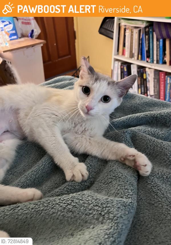 Found/Stray Female Cat last seen la sierra and arligton, Riverside, CA 92501