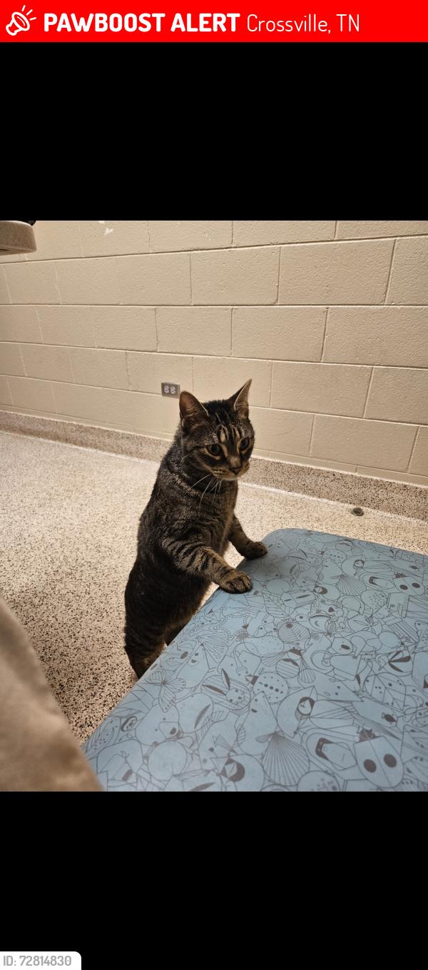 Lost Male Cat last seen Near Sandbaggers off of Old Peavine, Crossville, TN 38571