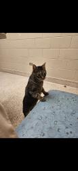 Lost Male Cat last seen Near Sandbaggers off of Old Peavine, Crossville, TN 38571