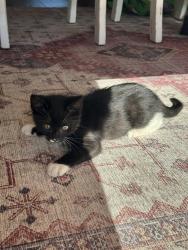 Lost Male Cat last seen Graham Al, Ephesus, Ga, Woodland, Al, Randolph County, AL 36280