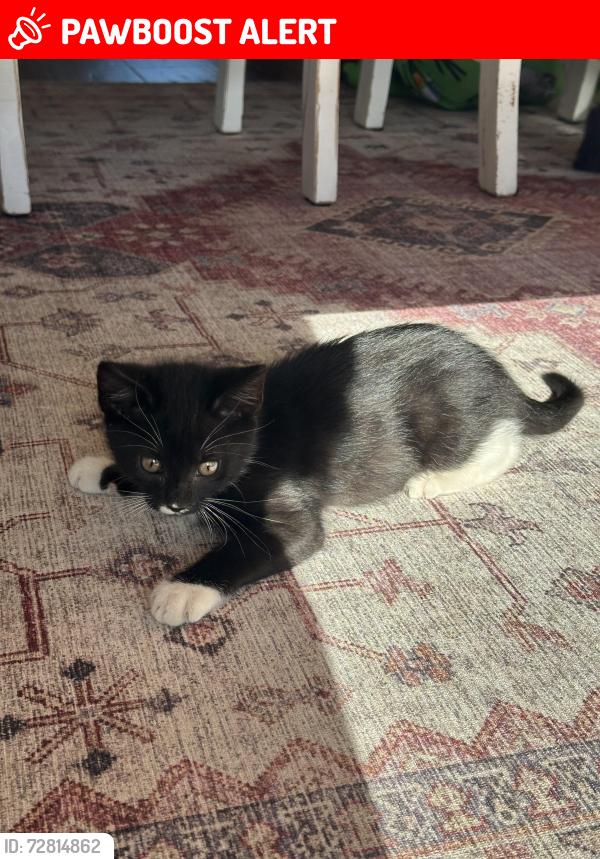 Lost Male Cat last seen Graham Al, Ephesus, Ga, Woodland, Al, Randolph County, AL 36280