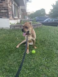 Found/Stray Female Dog last seen Quail hollow, Dayton, OH 45424