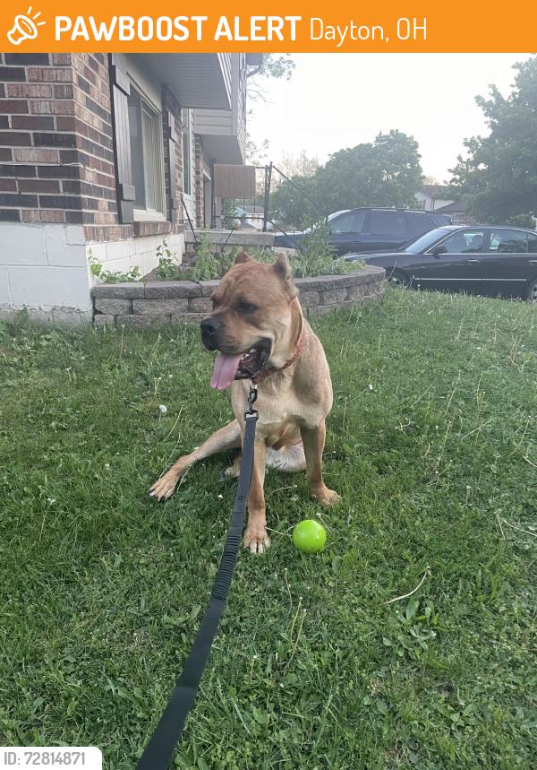 Found/Stray Female Dog last seen Quail hollow, Dayton, OH 45424
