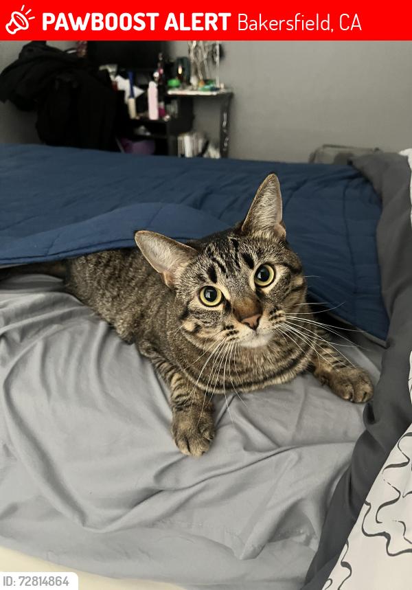 Lost Female Cat last seen Palm Ave. and Jenkins Rd., Bakersfield, CA 93314