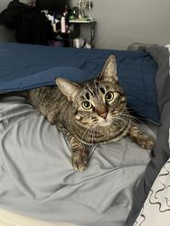 Lost Female Cat last seen Palm Ave. and Jenkins Rd., Bakersfield, CA 93314