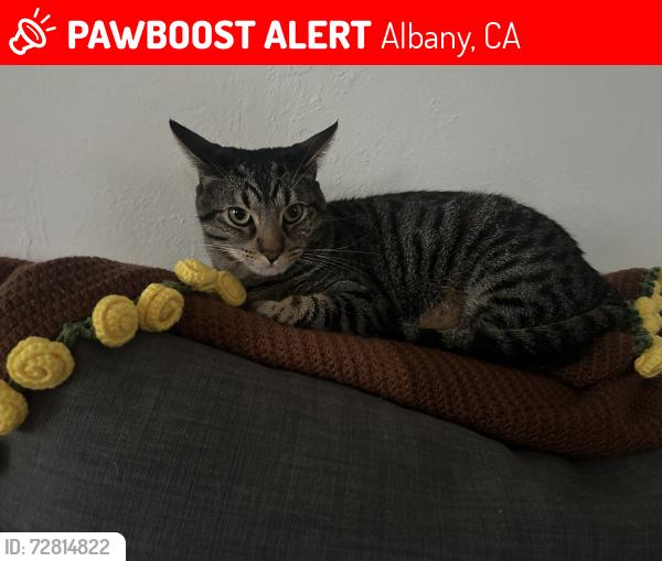 Lost Male Cat last seen Pierce Street and Solano Ave, Albany, CA 94706