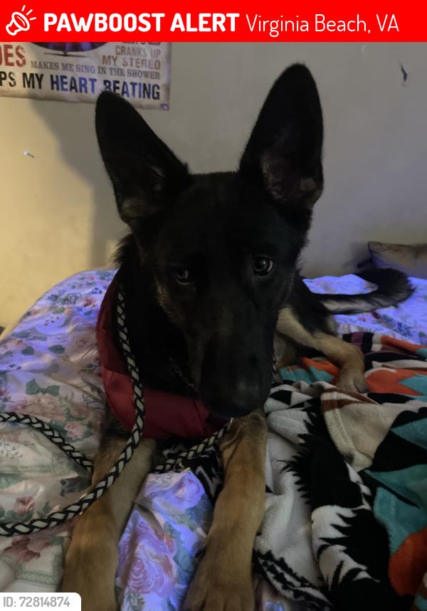 Lost Male Dog last seen Fox creek court Manchester Tn, Virginia Beach, VA 23462