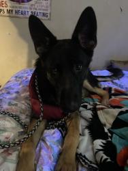 Lost Male Dog last seen Fox creek court Manchester Tn, Virginia Beach, VA 23462