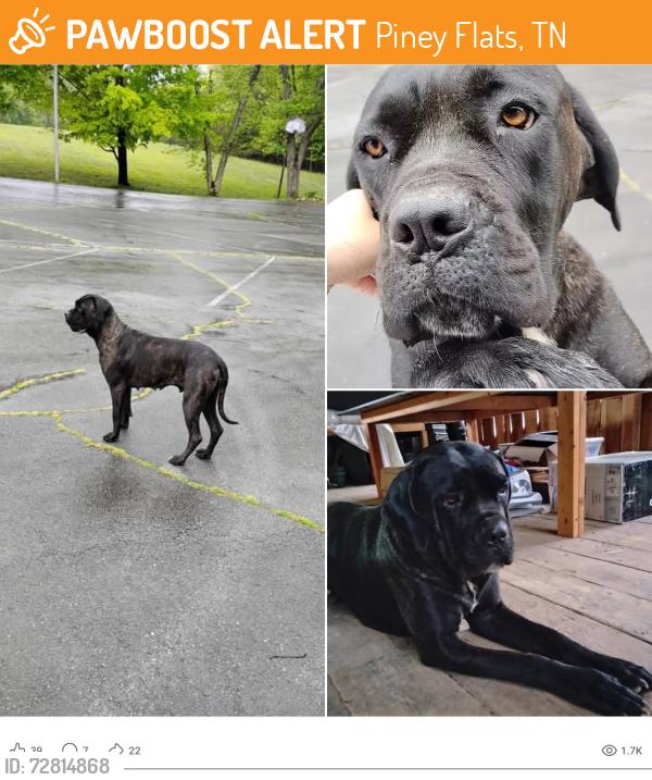 Found/Stray Female Dog last seen Near McKee avenue, Piney Flats, TN 37686