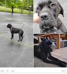 Found/Stray Female Dog last seen Near McKee avenue, Piney Flats, TN 37686