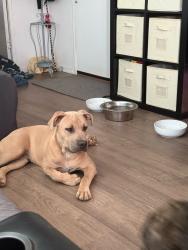 Lost Male Dog last seen Countryclub/ paloverde and Drexel , Tucson, AZ 85706