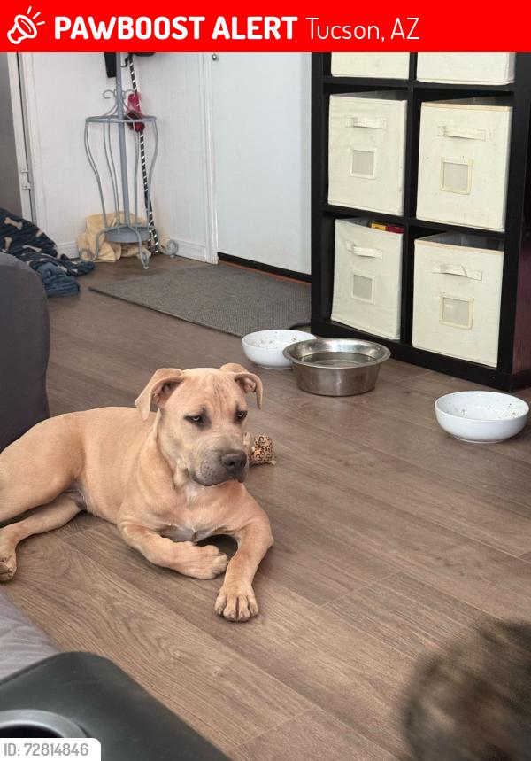 Lost Male Dog last seen Countryclub/ paloverde and Drexel , Tucson, AZ 85706
