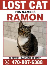 Lost Male Cat last seen  Colonial Way, Chamblee, GA 30341, DeKalb County, GA 30341