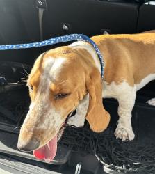 Found/Stray Male Dog last seen Town Ave and Syracuse Dr, Claremont, CA 91711