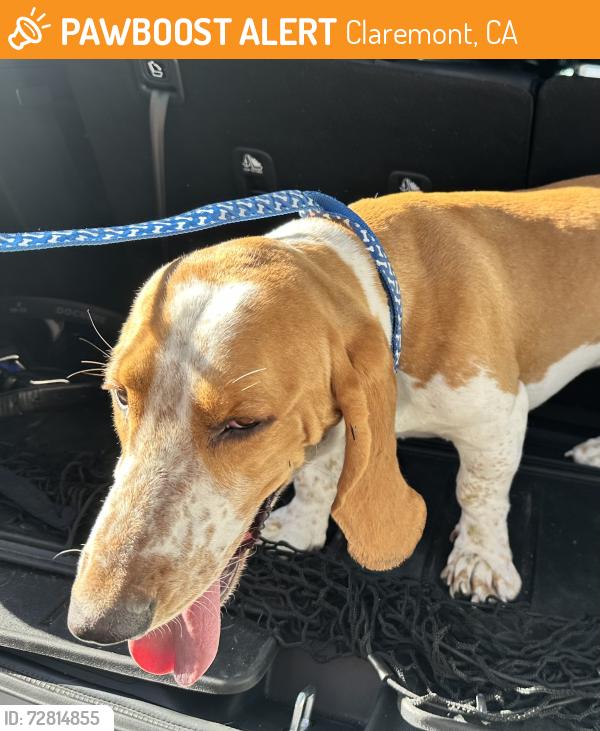 Found/Stray Male Dog last seen Town Ave and Syracuse Dr, Claremont, CA 91711