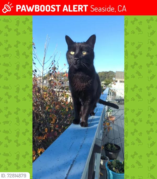 Lost Male Cat last seen La Salle Ave, Seaside, Seaside, CA 93955