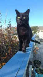 Lost Male Cat last seen La Salle Ave, Seaside, Seaside, CA 93955