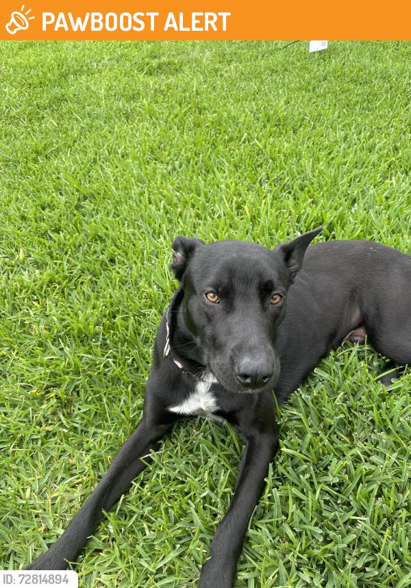 Found/Stray Male Dog last seen LJ PARKWAY, Fort Bend County, TX 77479