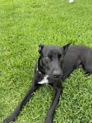 Found/Stray Male Dog last seen LJ PARKWAY, Fort Bend County, TX 77479