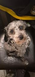 Lost Male Dog last seen EGE avenue Between westside and mallory ave, Jersey City, NJ 07304