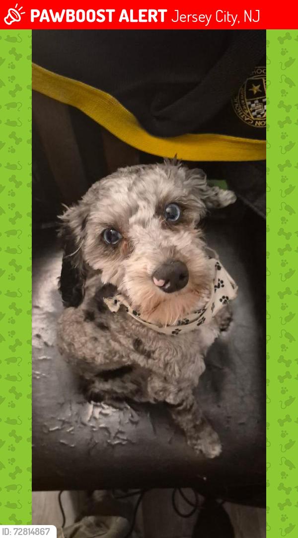 Lost Male Dog last seen EGE avenue Between westside and mallory ave, Jersey City, NJ 07304