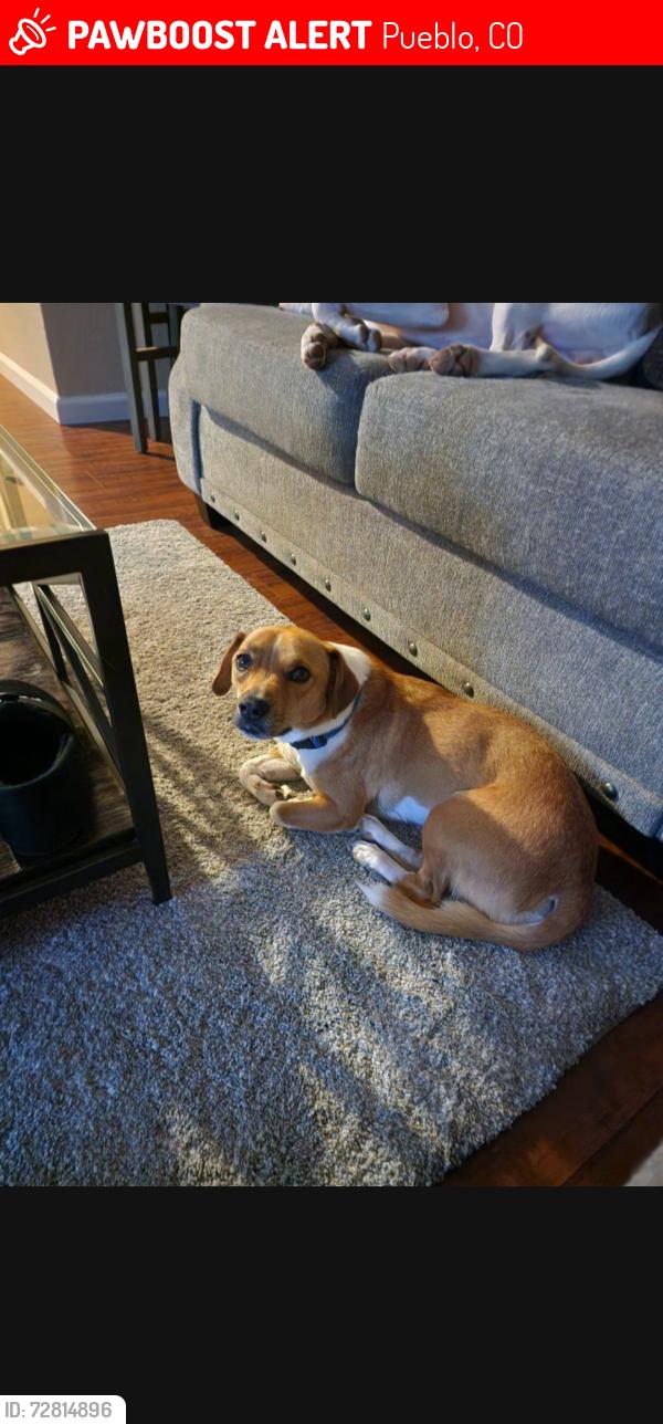 Lost Male Dog last seen Vinewood, Pueblo, CO 81005