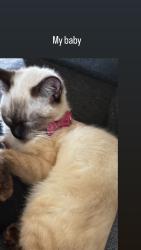 Reunited Female Cat last seen Elaine, Norwalk, CA 90650