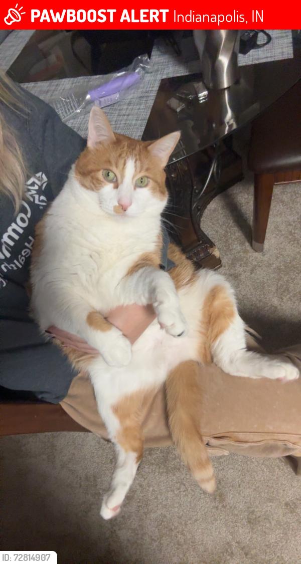 Lost Male Cat last seen Raceway road is the main road neighborhood sits on, Indianapolis, IN 46231