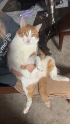 Lost Male Cat last seen Raceway road is the main road neighborhood sits on, Indianapolis, IN 46231