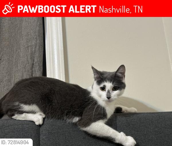 Lost Female Cat last seen Old Franklin Rd and Crossings blvd, Nashville, TN 37013