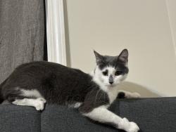 Lost Female Cat last seen Old Franklin Rd and Crossings blvd , Nashville, TN 37013