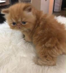 Lost Male Cat last seen Coors and Sequoia, Albuquerque, NM 87120