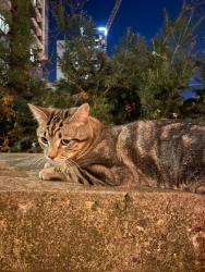 Found/Stray Male Cat last seen Sherbourne/Bloor - just outside of Sherbourne Station, Toronto, ON 