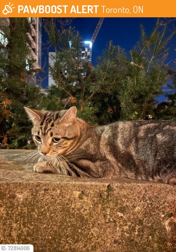 Found/Stray Male Cat last seen Sherbourne/Bloor - just outside of Sherbourne Station, Toronto, ON 