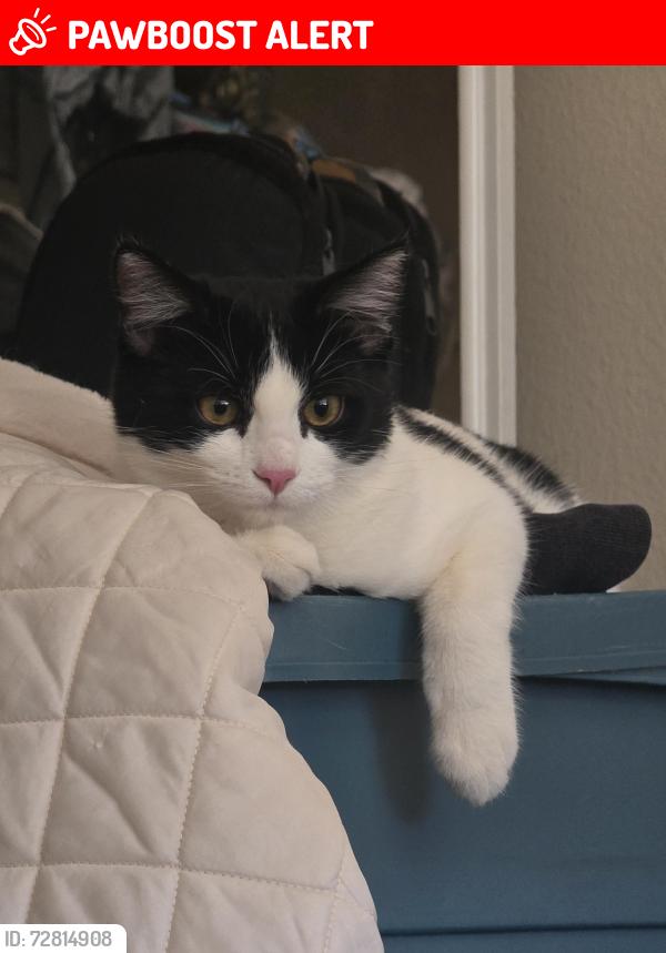 Lost Female Cat last seen Peterson, Colorado Springs, CO 80915