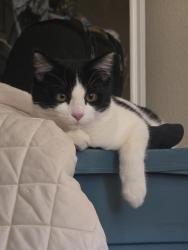 Lost Female Cat last seen Peterson, Colorado Springs, CO 80915