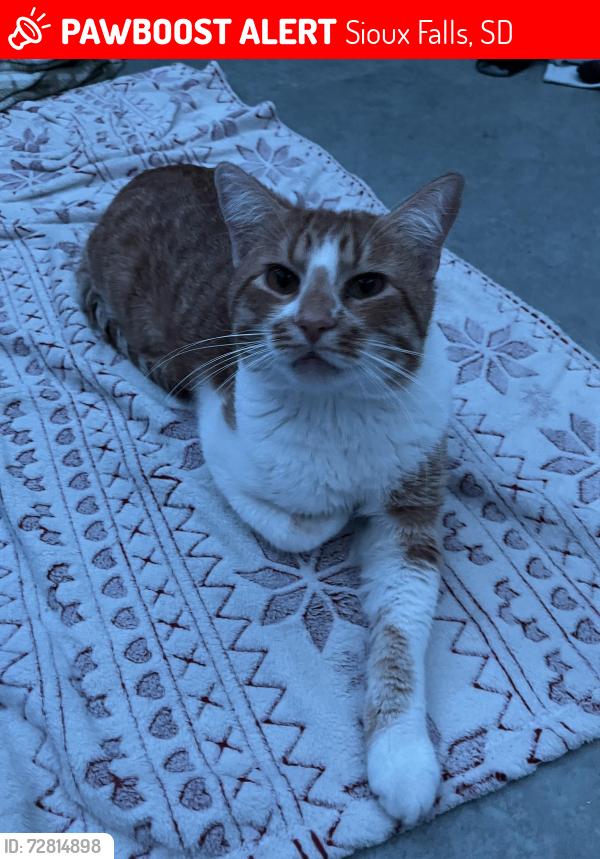 Lost Male Cat last seen Near S 3rd Ave, usually near those apmts, Sioux Falls, SD 57104